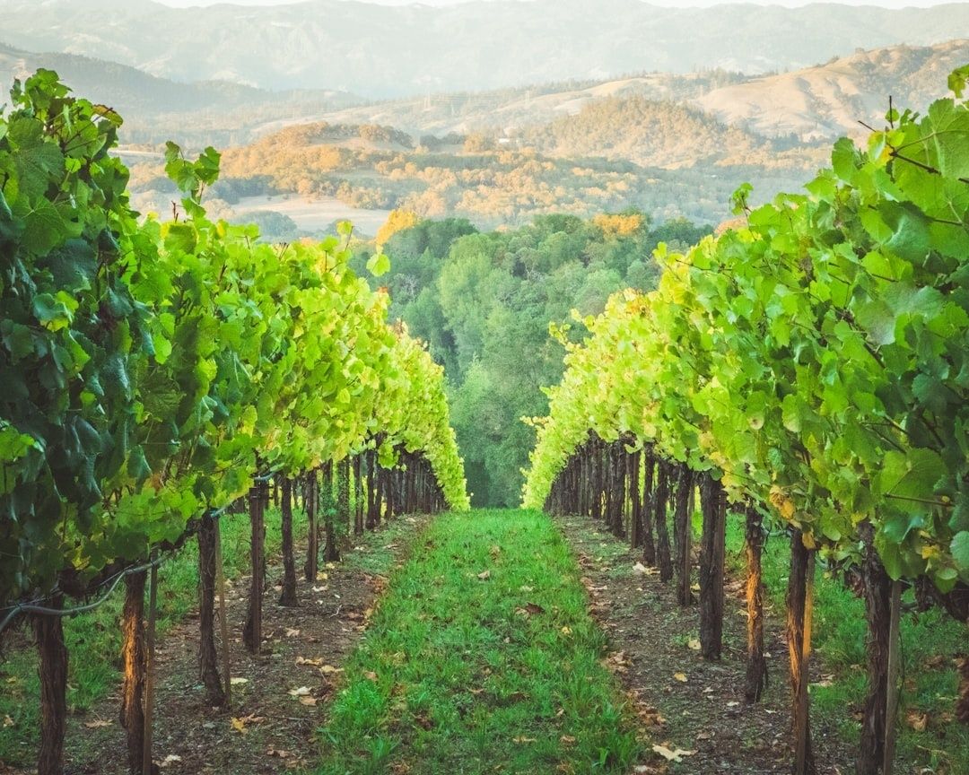 Green vineyard rows descending toward wooded hills and distant mountains