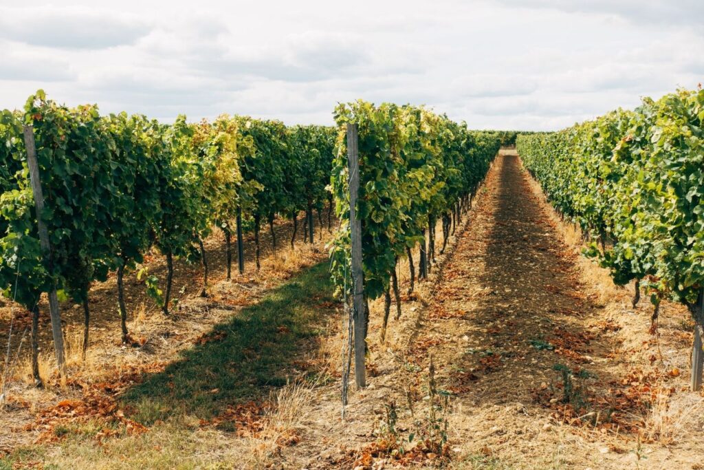 Rows of leafy grapevines in a sunlit vineyard beneath cloudy skies